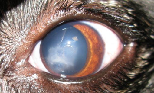 the left eye at admission for surgery